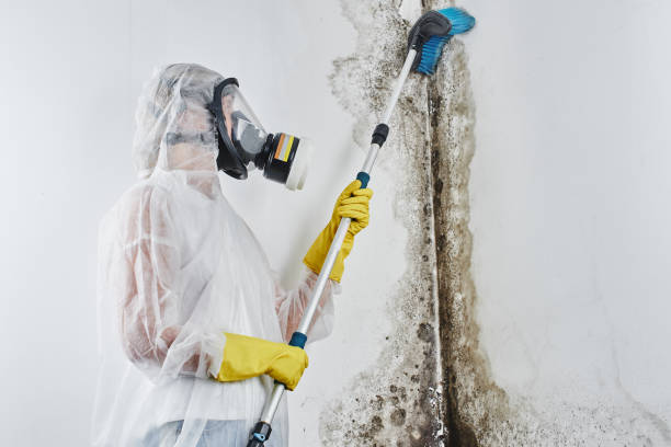 Best Office Mold Removal Services  in Canton, SD