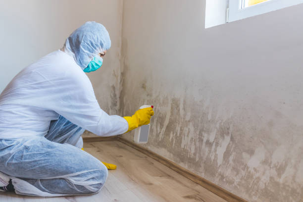 Best Mold Damage Repair  in Canton, SD