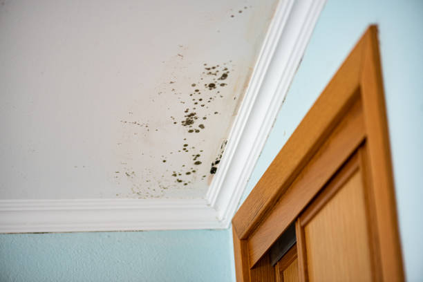 Best Mold Cleaning Services  in Canton, SD