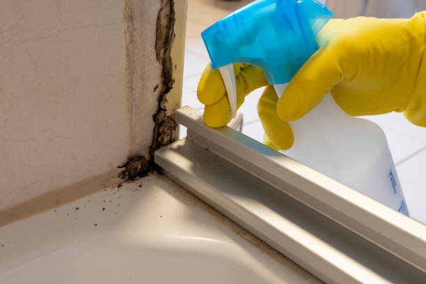 Best Toxic Mold Removal  in Canton, SD