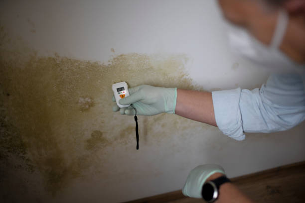 Reliable Canton, SD Mold Removal Solutions