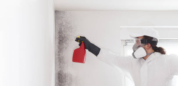 Best Certified Mold Removal  in Canton, SD