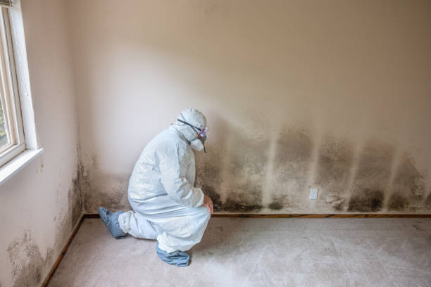 Best Mold Damage Repair  in Canton, SD