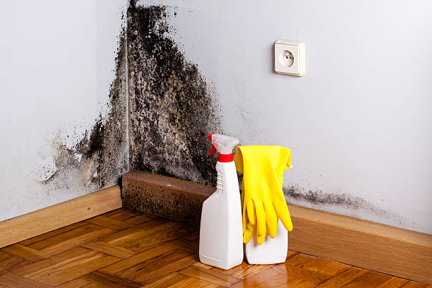 Best Professional Mold Removal  in Canton, SD