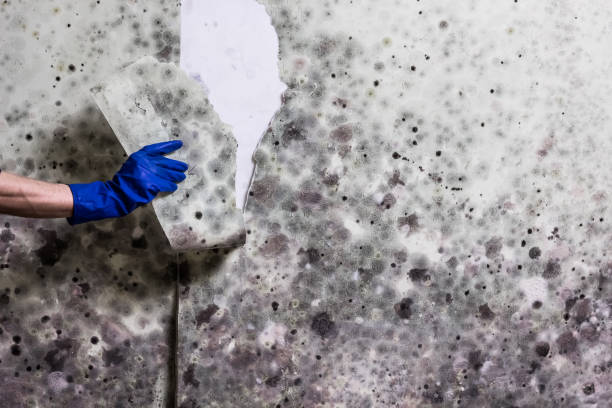 Best Mold Removal Near Me  in Canton, SD