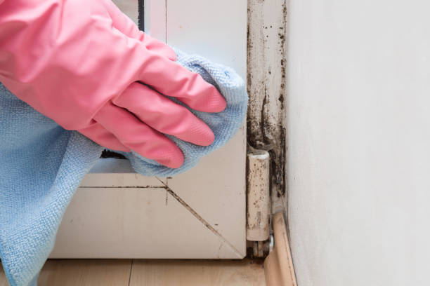 Best Black Mold Removal  in Canton, SD